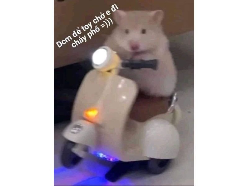Meme hamster 23