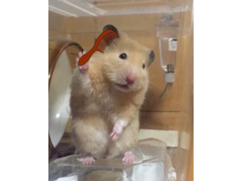 Meme hamster 24