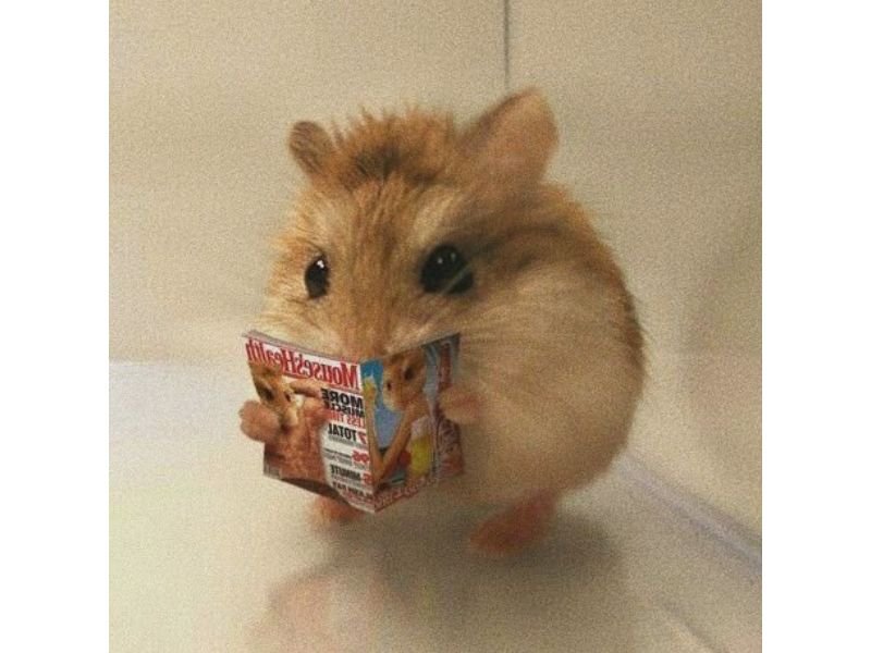 Meme hamster 49