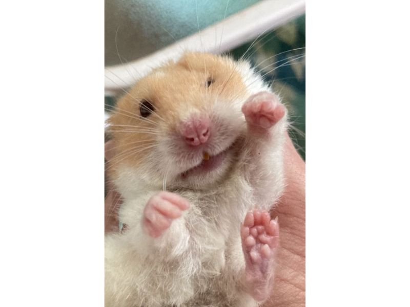 Meme hamster 36