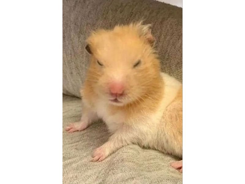 Meme hamster 40