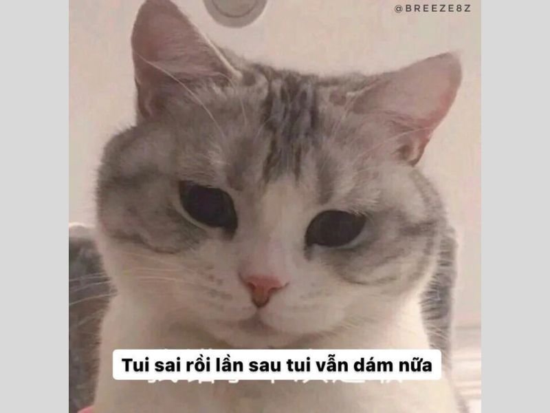 Meme khó đỡ 44