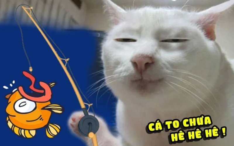 Meme mèo 06