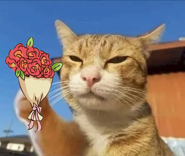 Meme mèo tặng hoa 01
