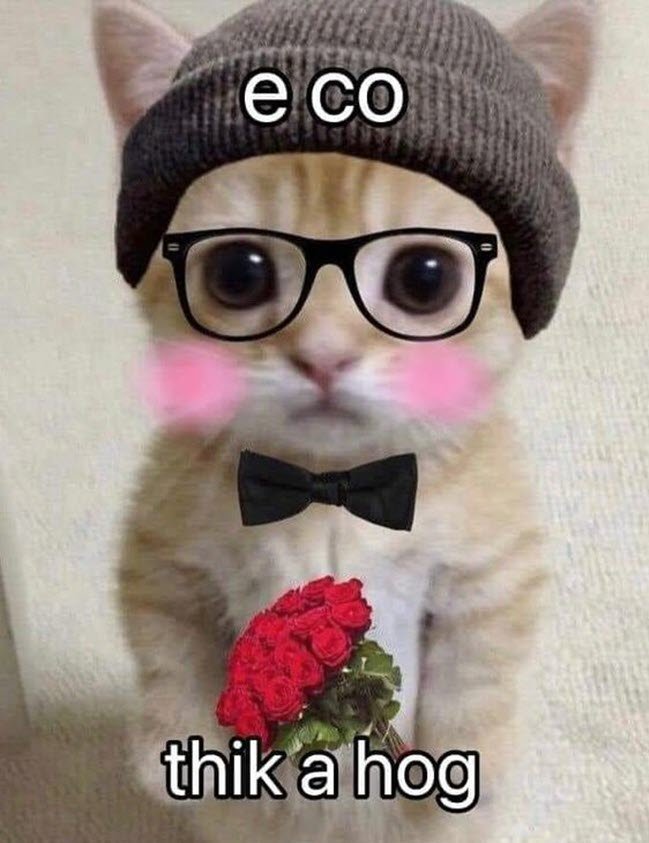 Meme mèo tặng hoa 02