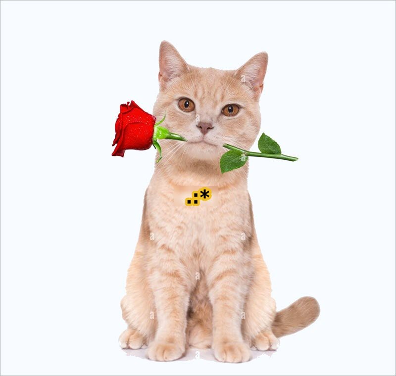 Meme mèo tặng hoa 03