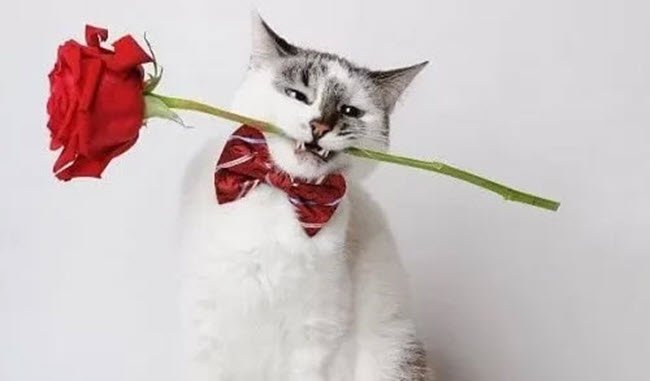 Meme mèo tặng hoa 04