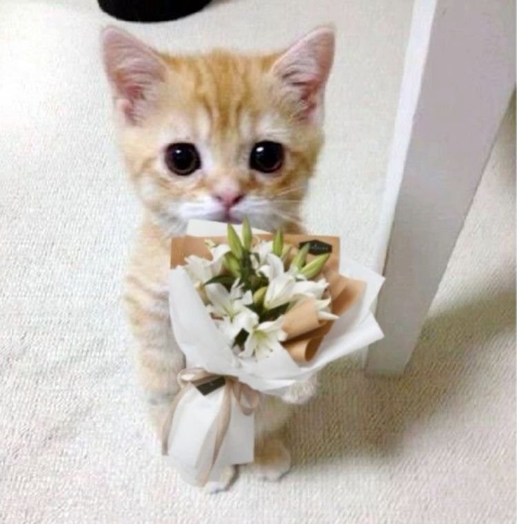 Meme mèo tặng hoa 05