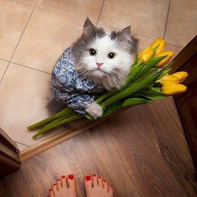 Meme mèo tặng hoa 06