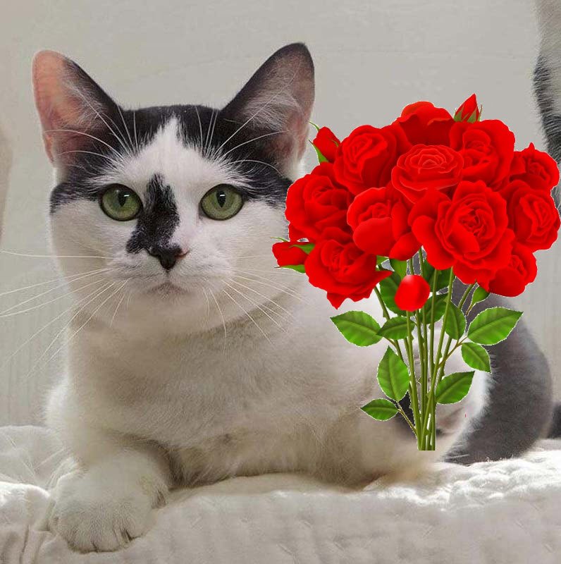 Meme mèo tặng hoa 07