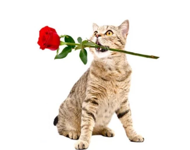 Meme mèo tặng hoa 08