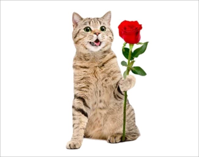 Meme mèo tặng hoa 09