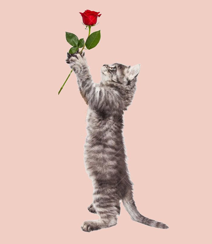 Meme mèo tặng hoa 17