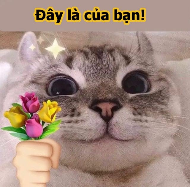 Meme mèo tặng hoa 18