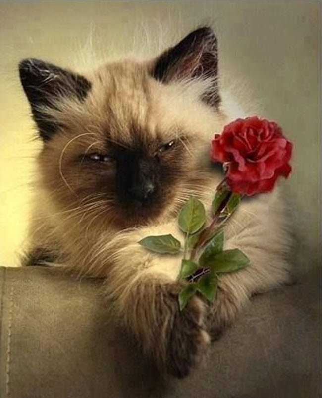 Meme mèo tặng hoa 12
