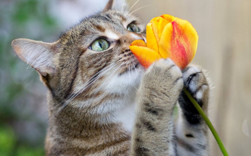 Meme mèo tặng hoa 13