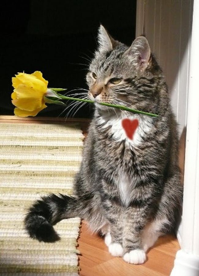 Meme mèo tặng hoa 14
