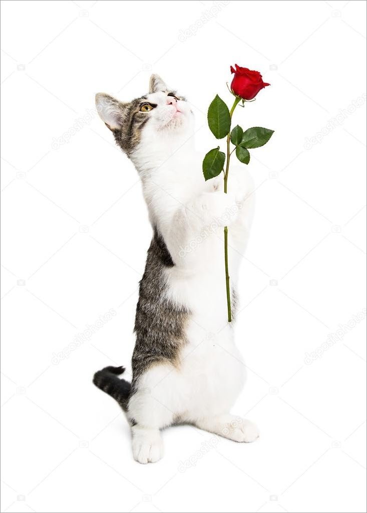Meme mèo tặng hoa 26