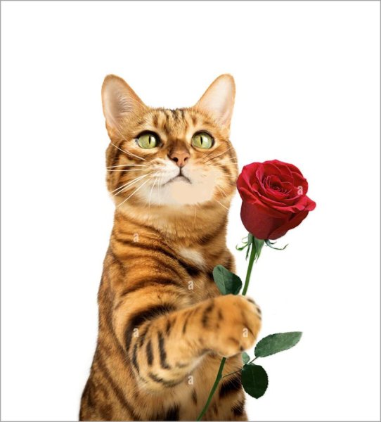 Meme mèo tặng hoa 27