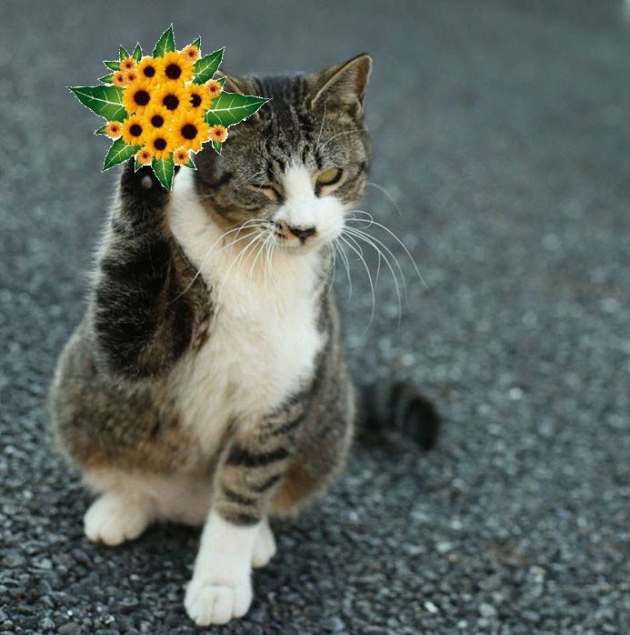 Meme mèo tặng hoa 20