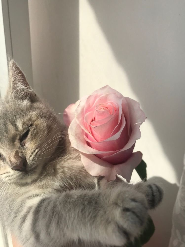 Meme mèo tặng hoa 21