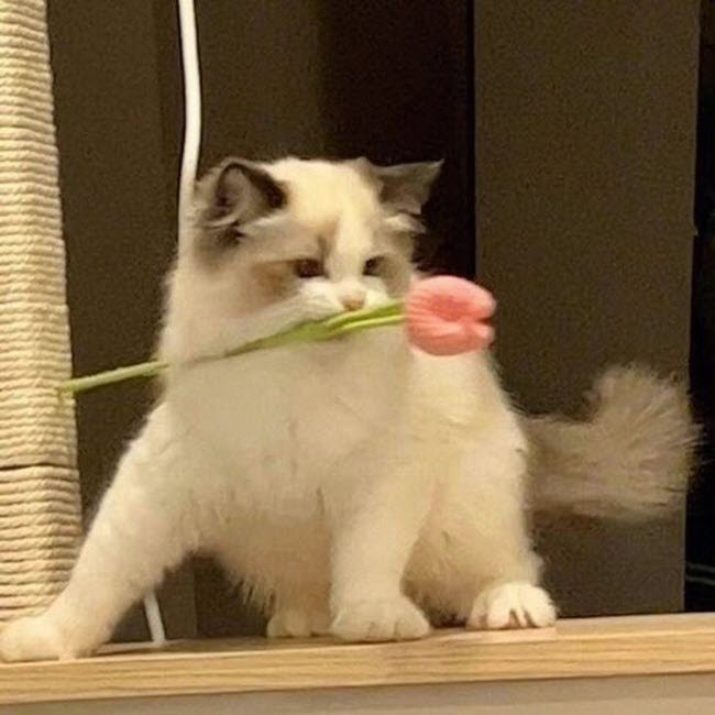 Meme mèo tặng hoa 22