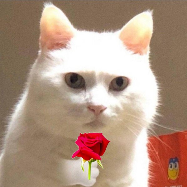 Meme mèo tặng hoa 24