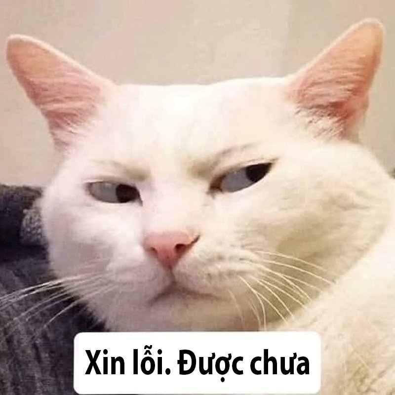 Meme mèo xin lỗi 15