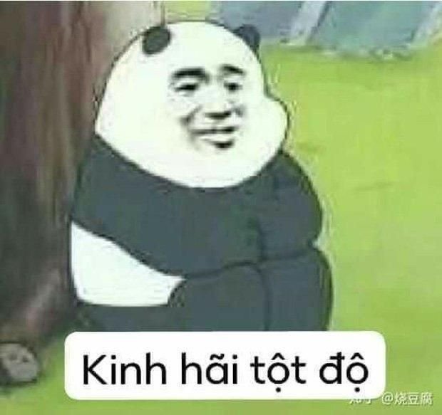Meme panda 63