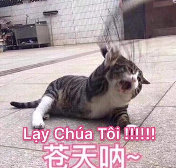 Meme quỳ lạy 34