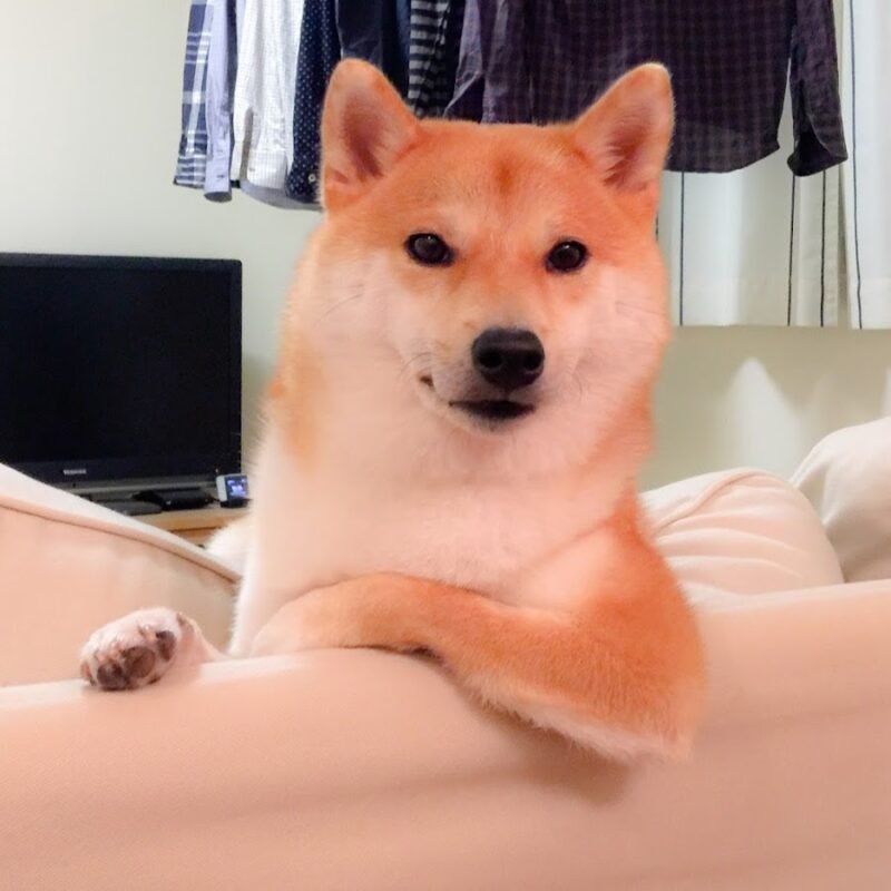 Meme shiba 45