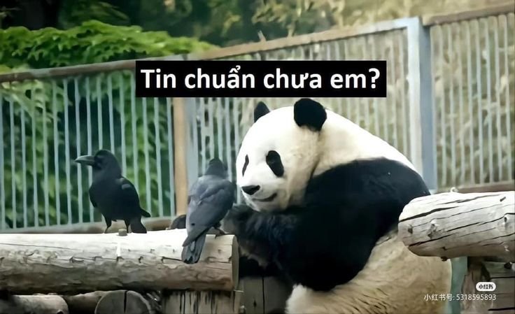 Meme tin chuẩn 12