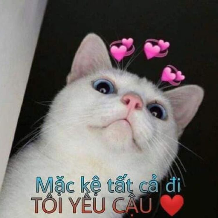 Meme tình yêu 29