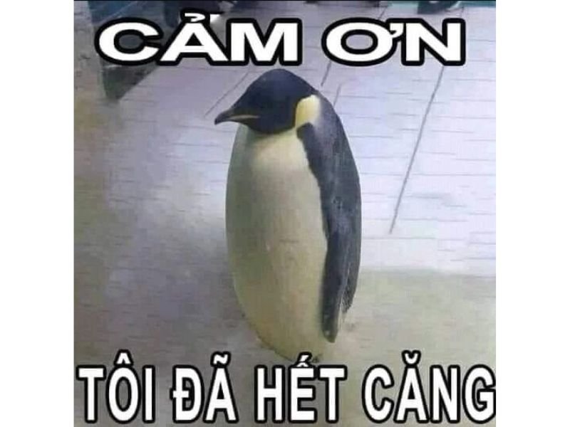 Meme xúc động 04