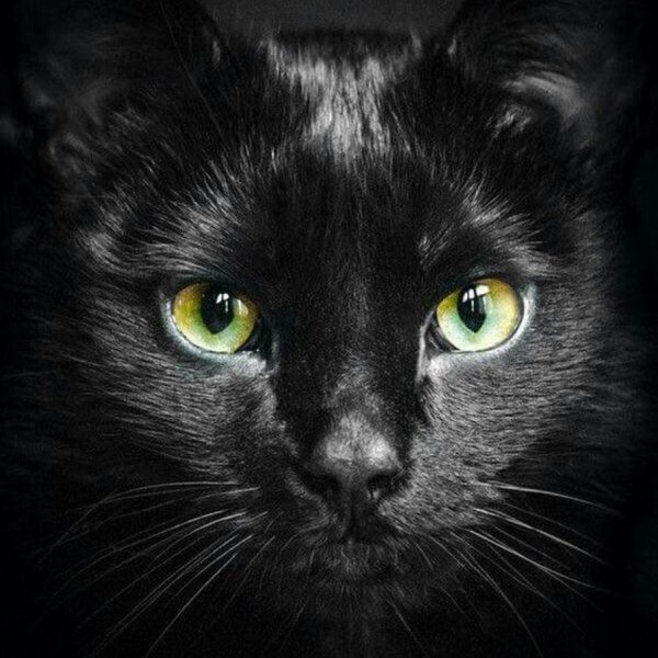 Avatar mèo đen 3