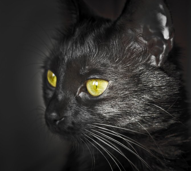 Avatar mèo đen 2