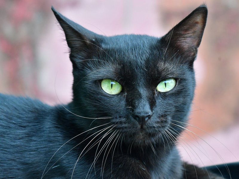 Avatar mèo đen 1