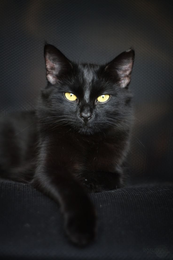 Avatar mèo đen 4