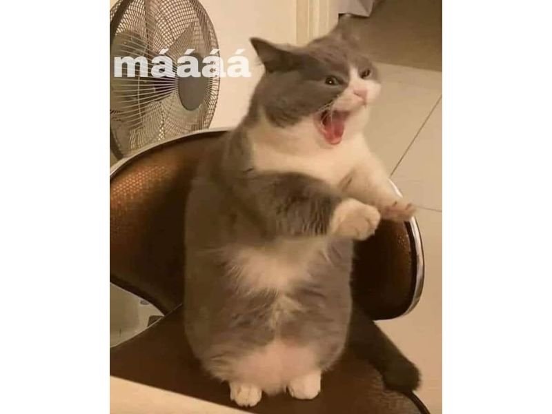 Mèo happy meme 11