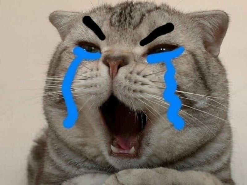 Avatar mèo khóc 3
