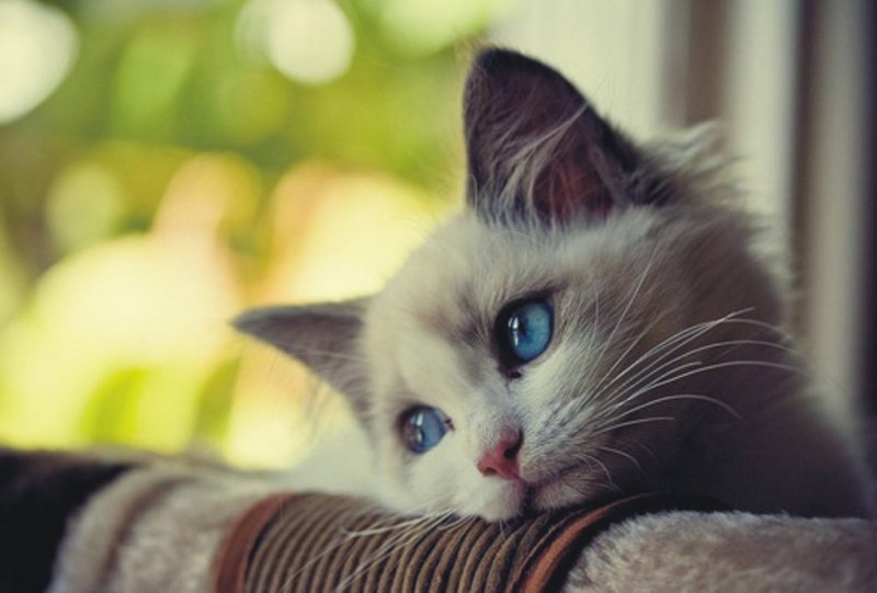 Avatar mèo khóc 1