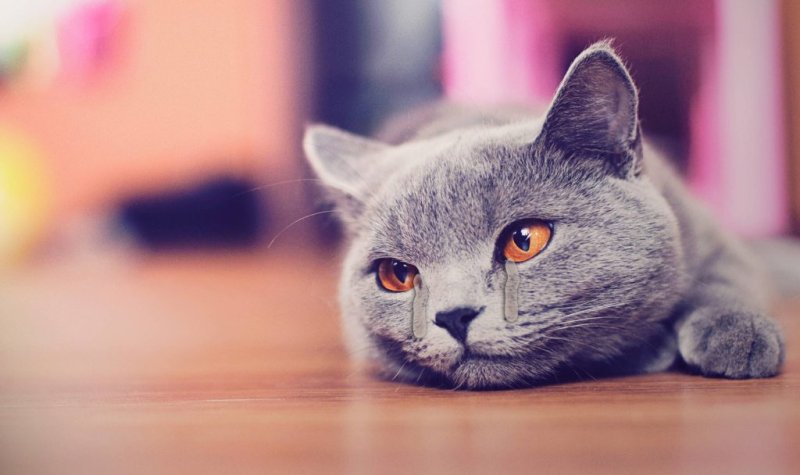Avatar mèo khóc 7