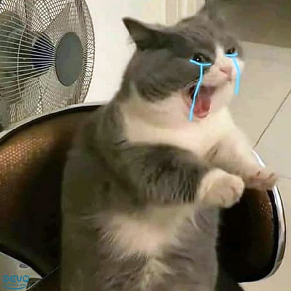 Avatar mèo meme 2