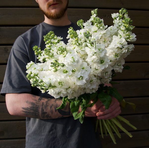 Hoa phi yến trắng 6