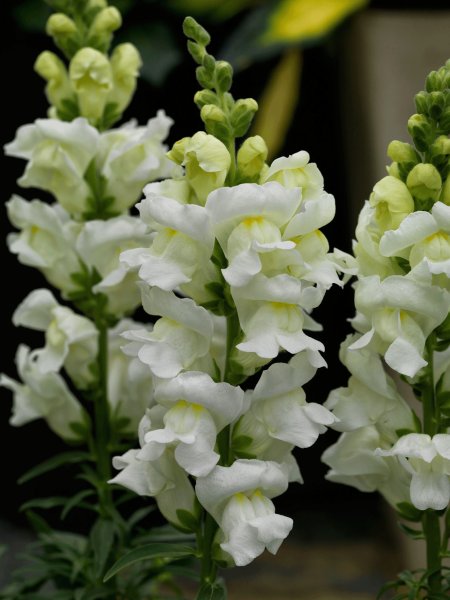 Hoa phi yến trắng 8