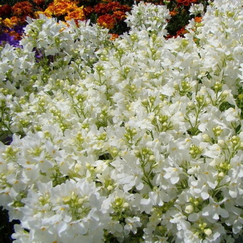Hoa phi yến trắng 4