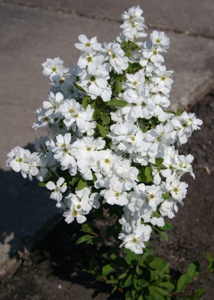 Hoa phi yến trắng 3