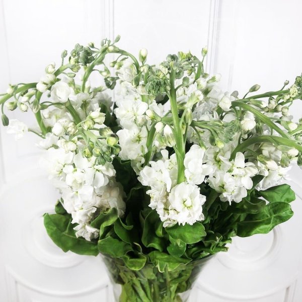 Hoa phi yến trắng 1