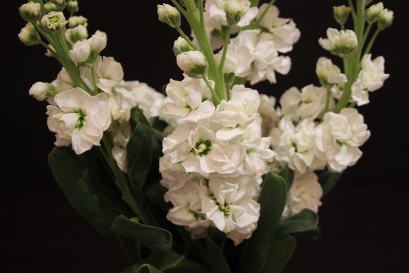 Hoa phi yến trắng 11