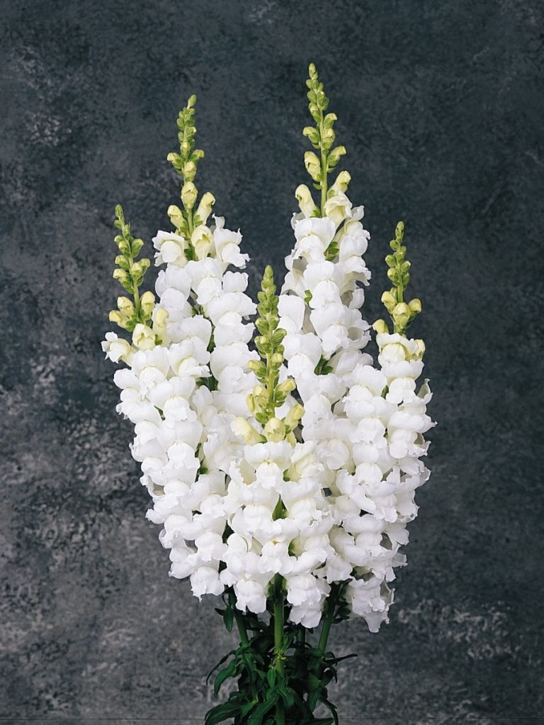 Hoa phi yến trắng 10